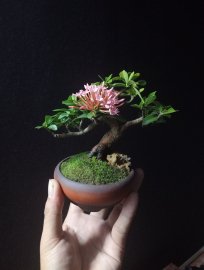 Purple Ixora