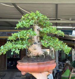 Scopolia nana tree