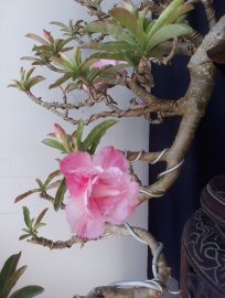 Sứ Thái Kỳ Duyên zin đổ ôm chậu...