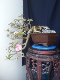 Sứ Thái Kỳ Duyên zin đổ ôm chậu...