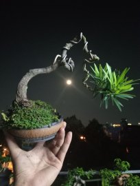 Budist pine tree with the moom