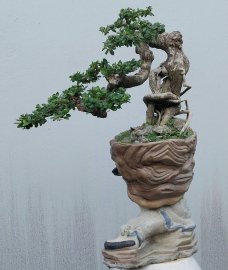 Antidesma acidum tree