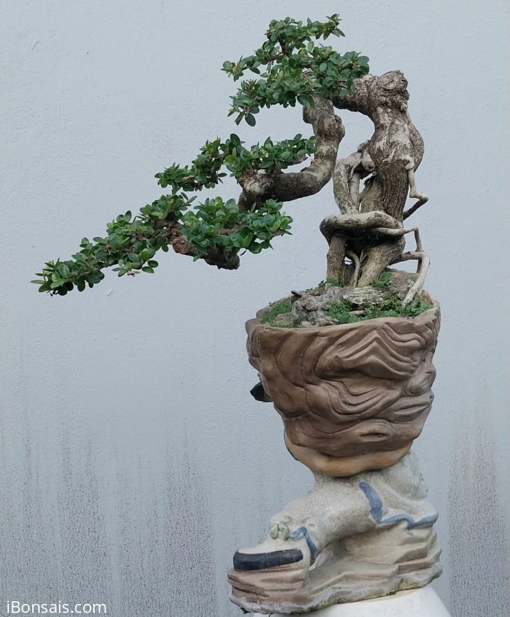 Antidesma acidum tree