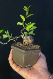 Scopolia nana mini tree