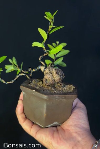 Scopolia nana mini tree