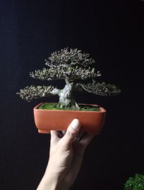 Vietnamese water jasmine mini tree