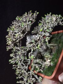Vietnamese water jasmine mini tree