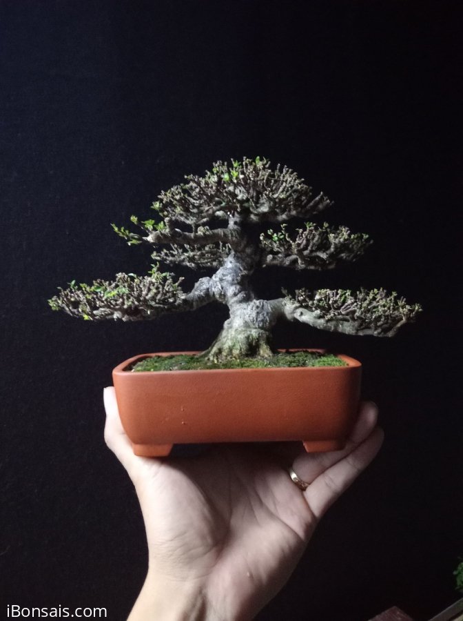 Vietnamese water jasmine mini tree