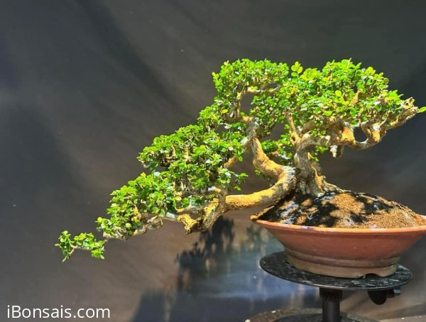 Antidesma acidum flower tree