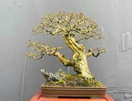 Camellia bonsai tree