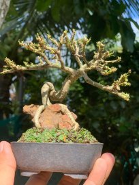 Linh sam 86 mini bỏ túi