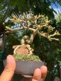 Linh sam 86 mini bỏ túi
