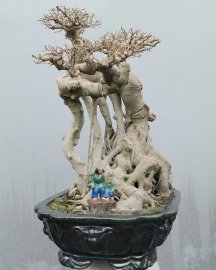 Ficus benjamina tree