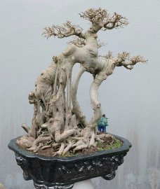Ficus benjamina tree