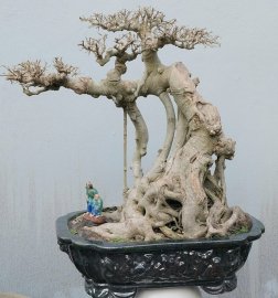 Ficus benjamina tree