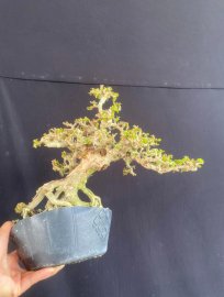 Sam núi siêu già gl cả nhà ạ