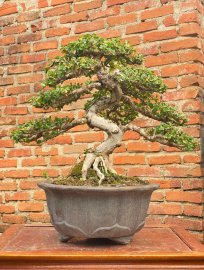 Antidesma acidum tree