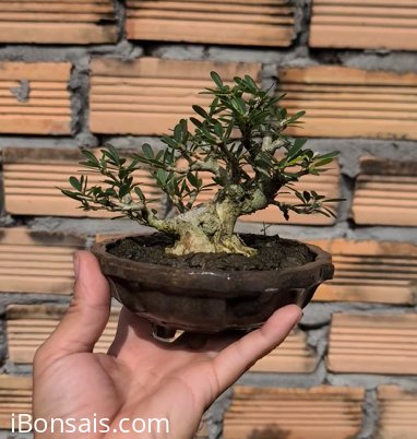 Vietnamese blue bell mini tree