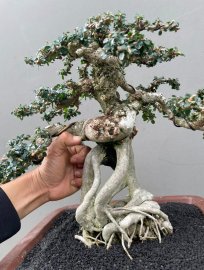 Antidesma acidum mountain tree