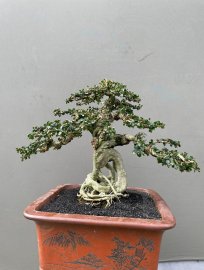 Antidesma acidum mountain tree