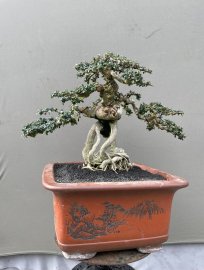 Antidesma acidum mountain tree