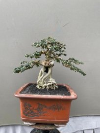 Antidesma acidum mountain tree