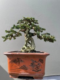 Antidesma acidum mountain tree