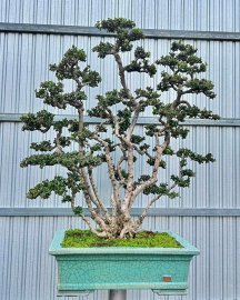 Antidesma acidum mountain tree