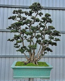 Antidesma acidum mountain tree