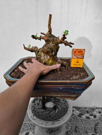 Một e tường vy lùn lực hàng sưu tầm cho ae
