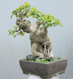 Bodhi mini tree