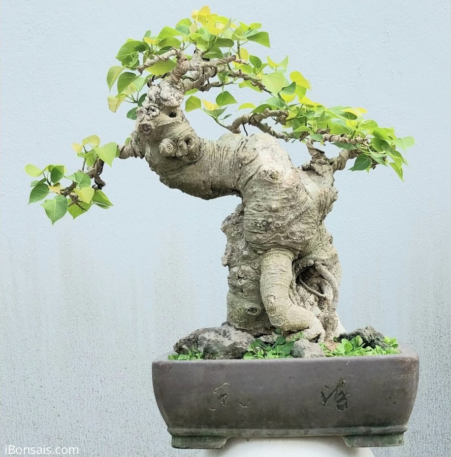Bodhi mini tree