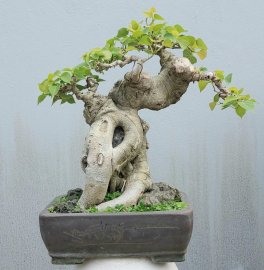 Bodhi mini tree