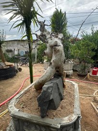 Streblus asper Lour tree overrock