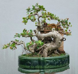 Red ficus tree artwork