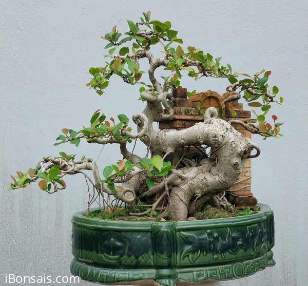 Red ficus tree artwork