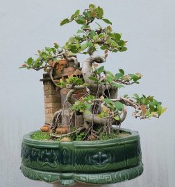 Red ficus tree artwork