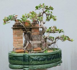 Red ficus tree artwork