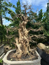 Driftwood beauty