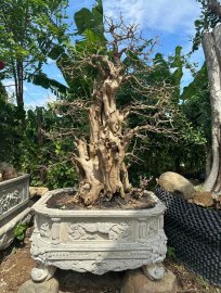 Driftwood beauty