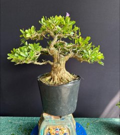 Linh sam siêu bông đế siêu đẹp