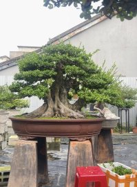 Hải châu lùn lực dáng đa hoành 150cm