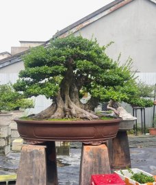 Hải châu lùn lực dáng đa hoành 150cm