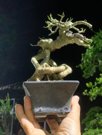 Test phông đêm với Trắc