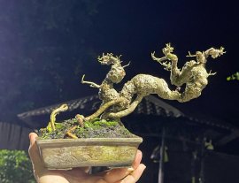 Test phông đêm với Trắc
