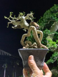 Test phông đêm với Trắc
