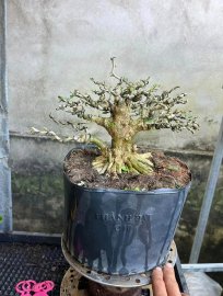 Linh sam giá mềm ae về lên chậu chơi
