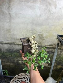 Sam hương đổ