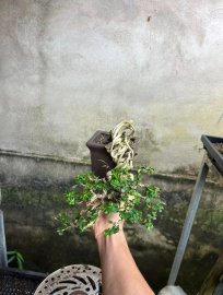 Premna waterfall tree