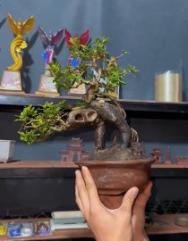 Scopolia nana mature tree 